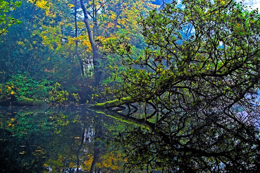 A tree with green leaves leans over a calm pond, its branches and foliage reflected clearly in the still water. The background is filled with dense trees and greenery, with hints of yellow autumn leaves.