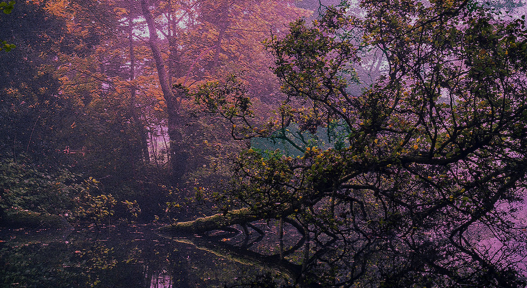 A tree with twisted branches leans over a calm, reflective pond in a forest. The scene is bathed in pink and purple light, creating a dreamy and surreal atmosphere among dense foliage.