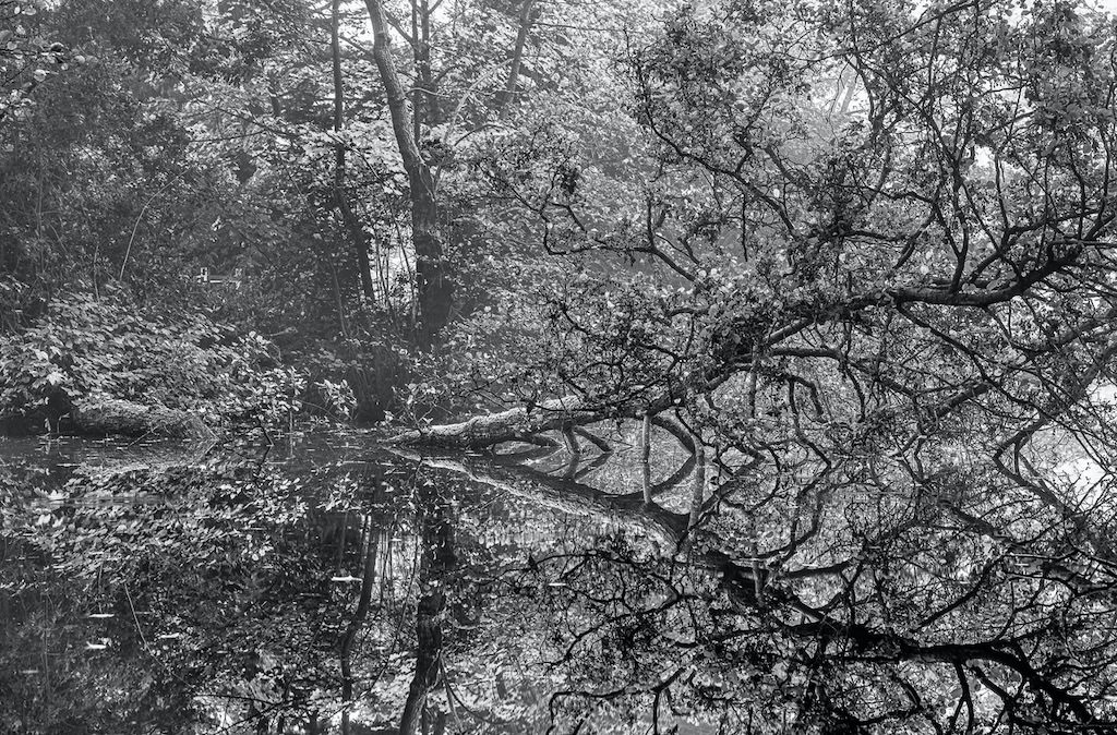 Black and white photo of a tree with twisting branches extending over a calm body of water, surrounded by dense foliage. The branches and leaves are reflected clearly in the water below.