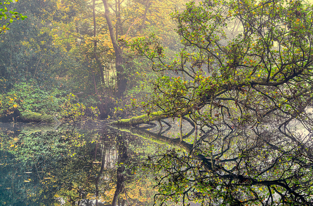 Tree branches with green leaves hang over a calm, reflective pond in a sunlit forest. The water mirrors the branches and surrounding trees, creating a peaceful, natural scene.