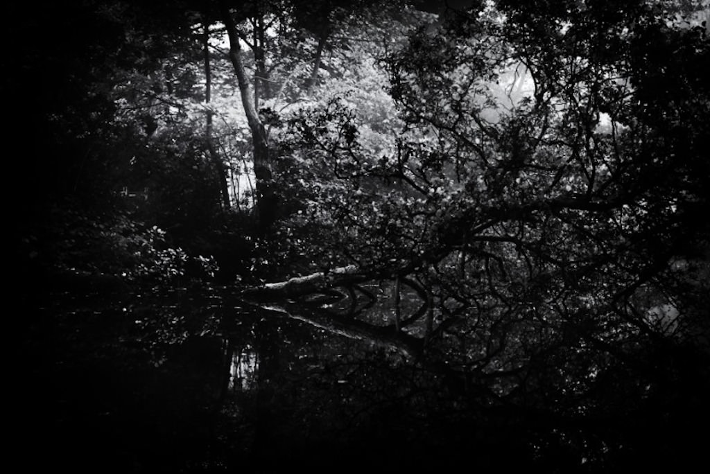A black-and-white photo of a dense forest scene with overhanging trees and branches reflected in a still body of water, illuminated by soft, diffused light in the background. The atmosphere is dark and mysterious.