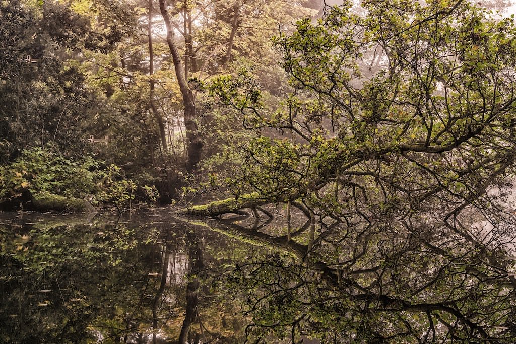 A dense forest scene with lush green trees, one leaning over a calm, reflective pond. The still water mirrors the foliage above, creating a peaceful and serene atmosphere. Mist is visible in the background.