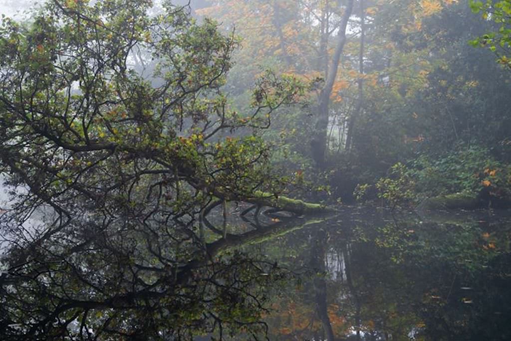 A misty forest scene with a tree leaning over a still pond, its branches and autumn leaves reflected in the water. Faint sunlight and fog create a peaceful, atmospheric mood.