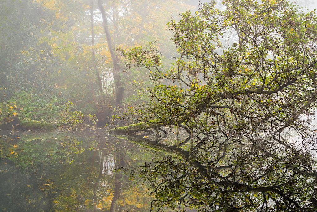 A misty forest scene with a tree leaning over a calm pond, its branches and green leaves reflected in the still water. Autumn foliage with yellow and green hues can be seen through the fog.
