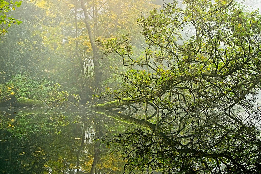 A misty forest scene with a tree covered in green leaves leaning over a calm pond, its branches and foliage reflected clearly in the still water. Yellowing leaves hint at early autumn.