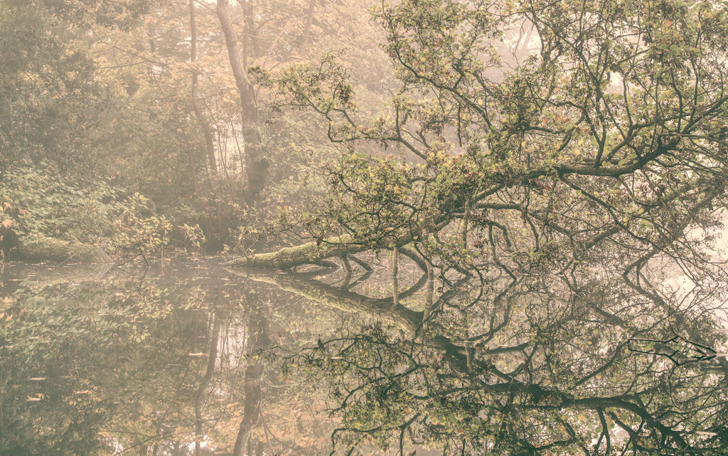 A tree with green leaves leans over a calm, reflective body of water in a misty forest, creating a mirror image of its branches and the surrounding foliage. The atmosphere is peaceful and hazy.