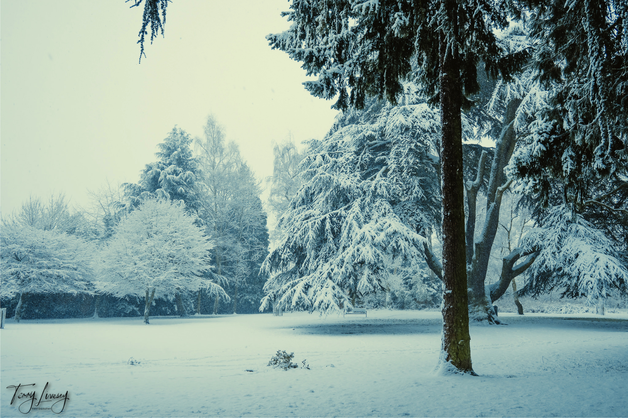 A tranquil park scene in Kidderminster shows trees covered in heavy snow, blanketing the branches and ground. The overcast sky enhances the serene winter landscape, making it perfect for photography enthusiasts.