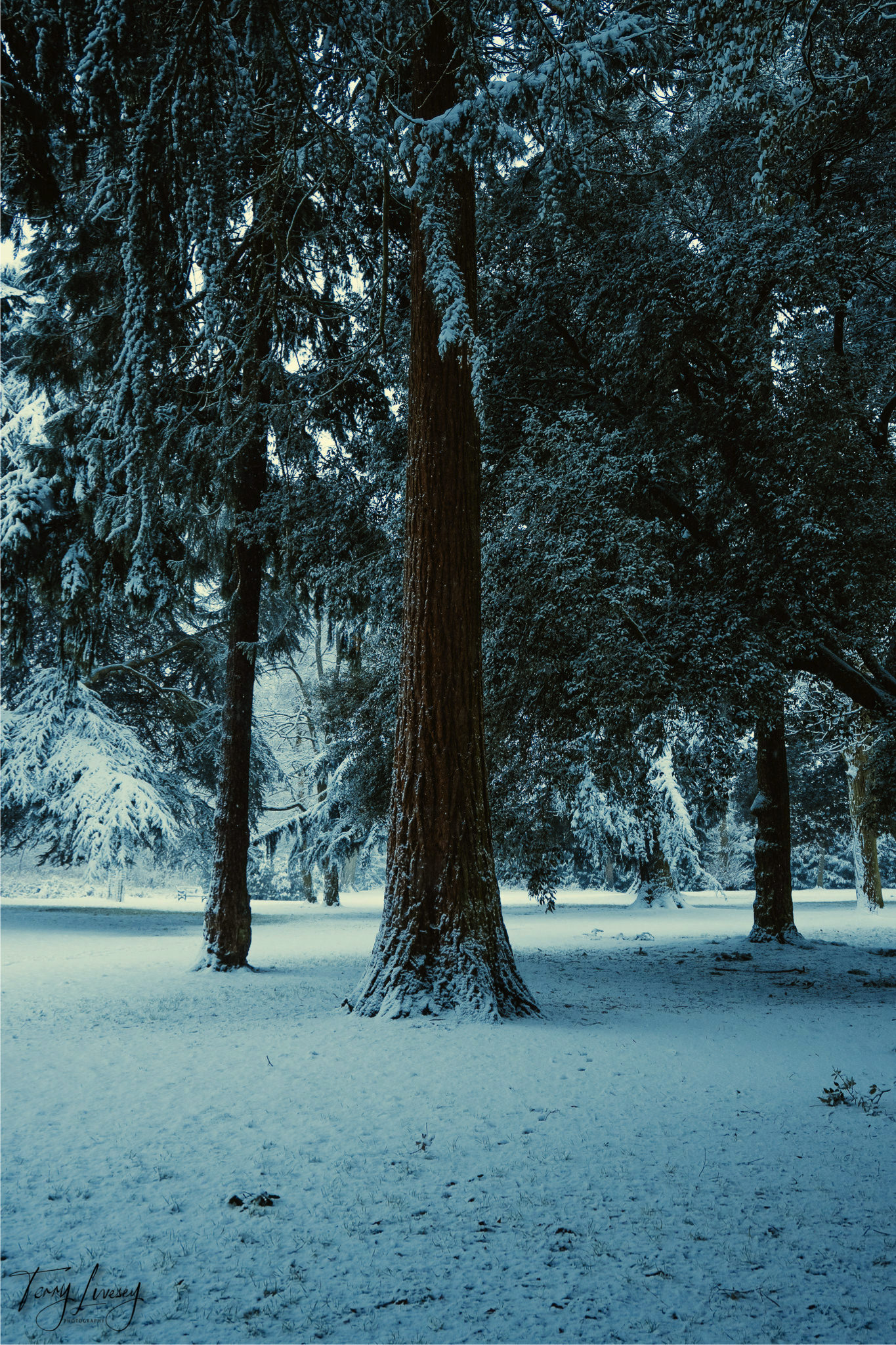 A tall tree stands in a snow-covered forest near Kidderminster, surrounded by other trees dusted with snow. Soft light filters through the branches, creating a peaceful winter scene perfect for photography.