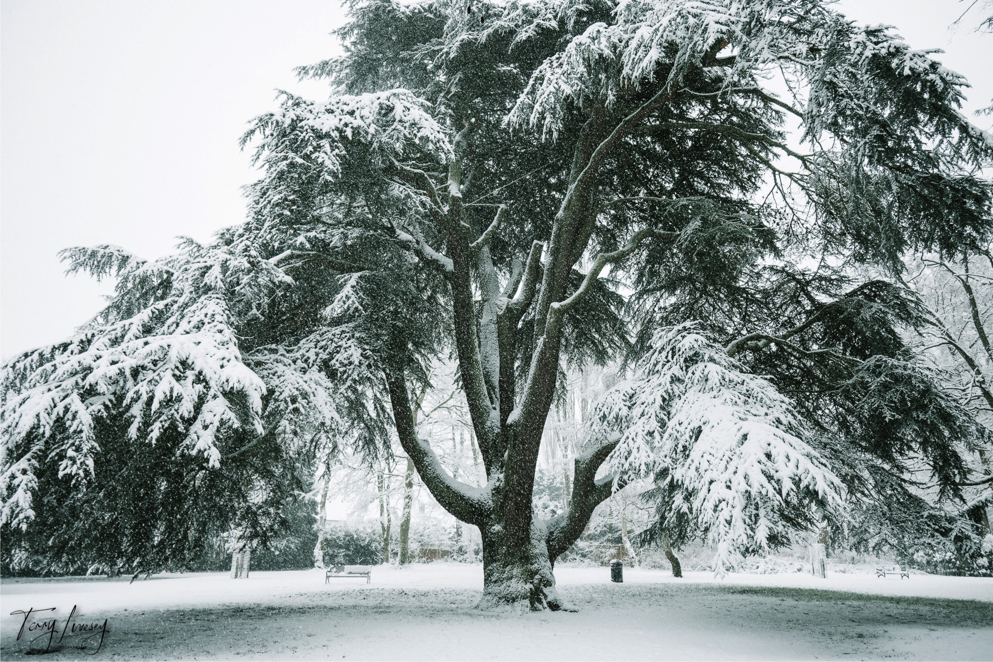 A large tree covered in snow stands in the middle of a snowy park in Kidderminster, with a bench and rubbish bin nearby. Snow blankets the ground and branches, creating a wintry, peaceful scene perfect for photography.
