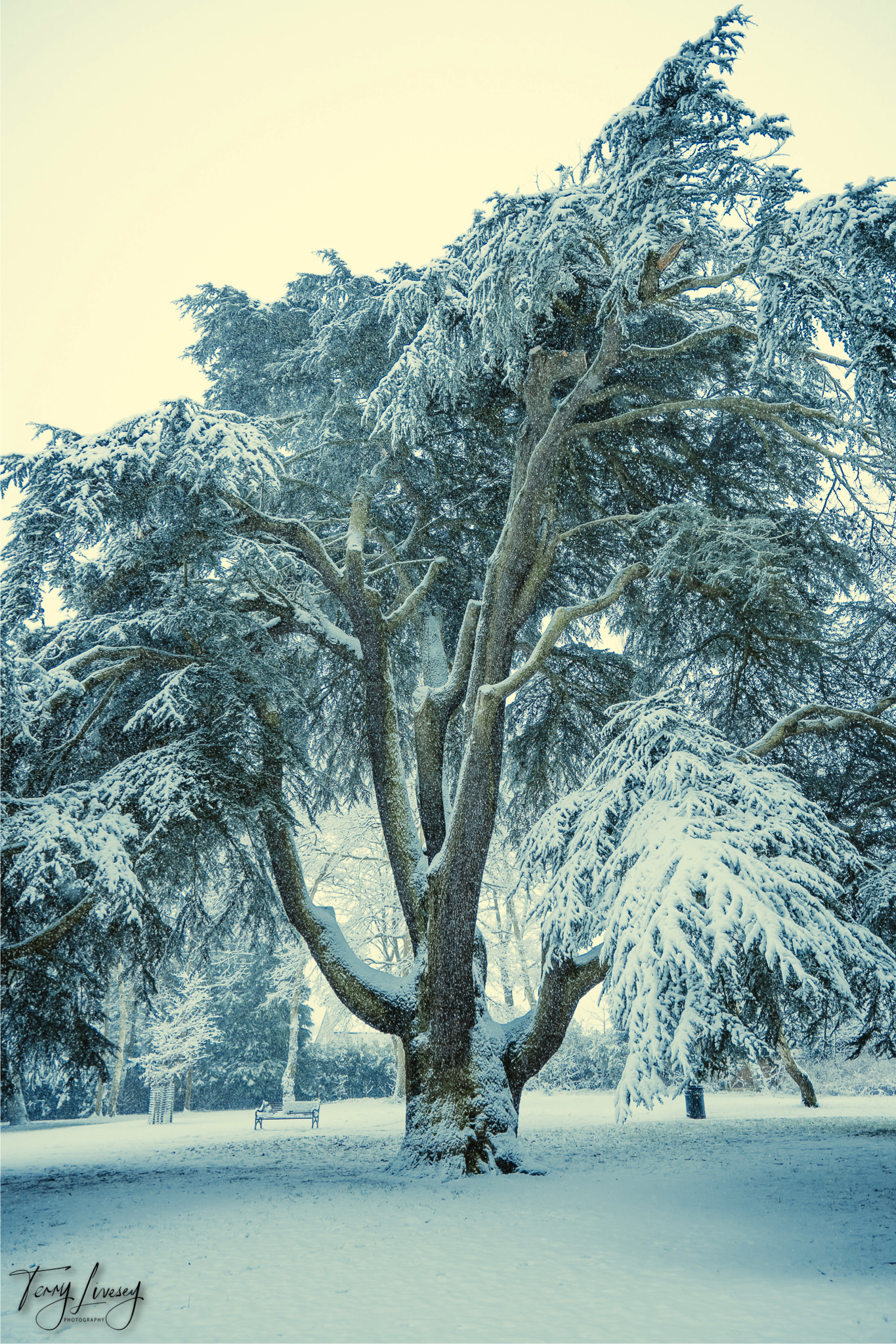A large tree covered in snow stands in a winter landscape near Kidderminster, its branches heavy and white. The ground and surrounding trees are also blanketed with snow, perfect for photography of this serene, frosty scene.