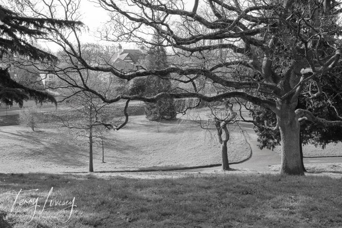 A black and white photo of a park with leafless trees in the foreground, a winding path, grassy fields, and houses visible in the background. The scene appears serene and quiet.