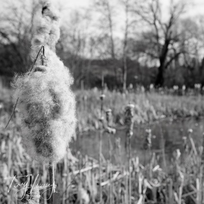 Close-up of a fluffy bulrush plant by a pond, with more bulrushes and leafless trees in the blurred background. The image is in black and white and has a signature in the lower left corner.
