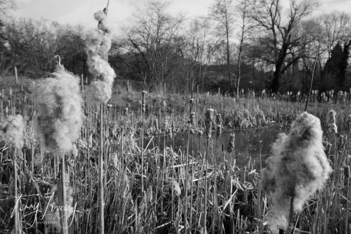 Close-up of fluffy bulrushes in a marshy field, with leafless trees and a pond in the background. The scene is in black and white, creating a calm, wintry atmosphere.