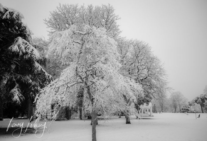 Snow-covered trees stand in a park on a foggy winter day, with a bandstand visible in the background. The ground and branches are blanketed in white, creating a serene, monochrome scene.