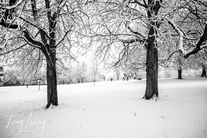 Snow-covered park with large leafless trees in the foreground; branches and ground blanketed in snow, creating a serene winter landscape. The scene is bright and peaceful, with minimal footprints or people visible.