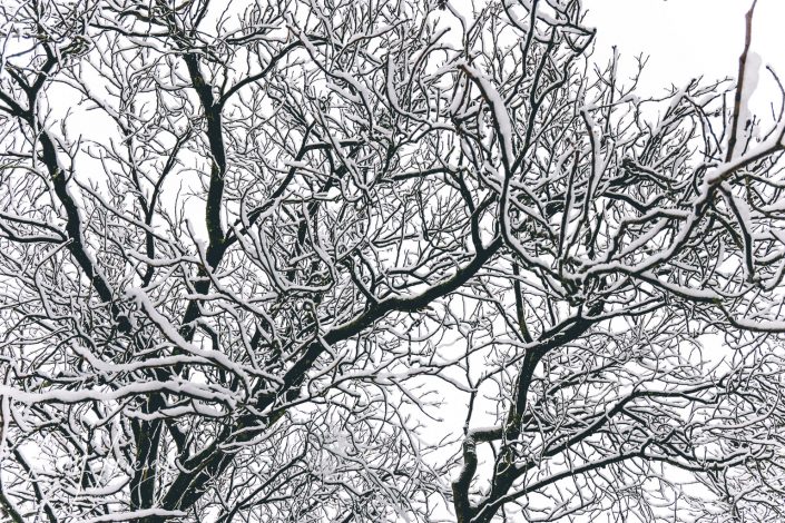 A network of leafless tree branches covered in a layer of snow, with a cloudy, overcast sky in the background.