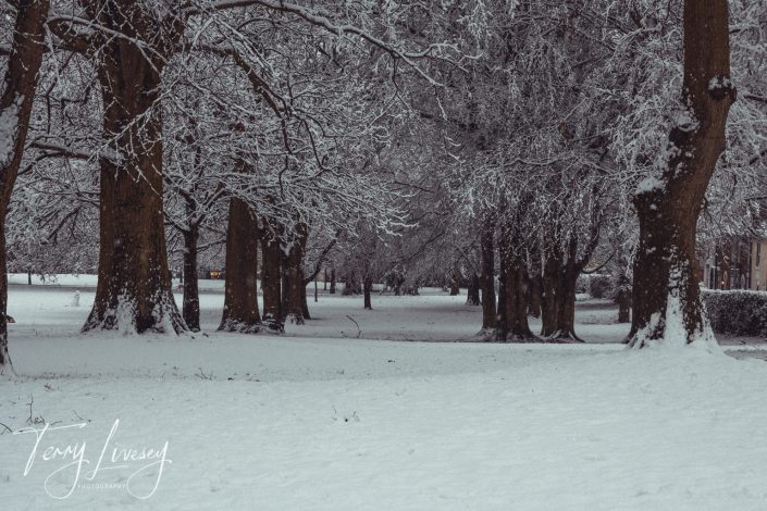 Snow-covered trees line a quiet park, with branches and ground blanketed in fresh snow. The scene is tranquil and wintry, with bare tree trunks and an overcast sky. The photographer’s signature is visible at the bottom left.
