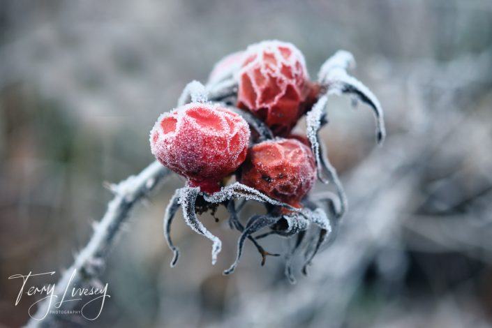 Close-up of three red rose hips covered in frost, with icy crystals outlining the fruit and surrounding stems. The background is blurred, highlighting the wintry, chilly atmosphere.