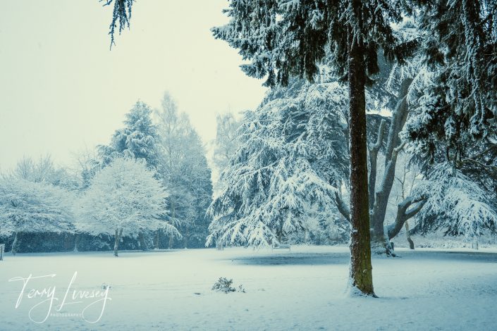A tranquil park covered in snow, with trees heavily frosted and branches drooping under the weight. The ground is blanketed in white, and the scene looks peaceful and wintry.