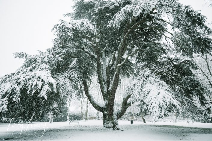 A large tree covered in snow stands in a park during winter. Snow blankets the ground and branches, creating a serene, white landscape. A bench is visible in the background.