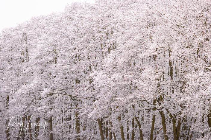 A grove of tall trees covered in a thick layer of snow, creating a soft white and pastel scene. The branches and trunks are dusted with snow, blending into the wintry, overcast sky.
