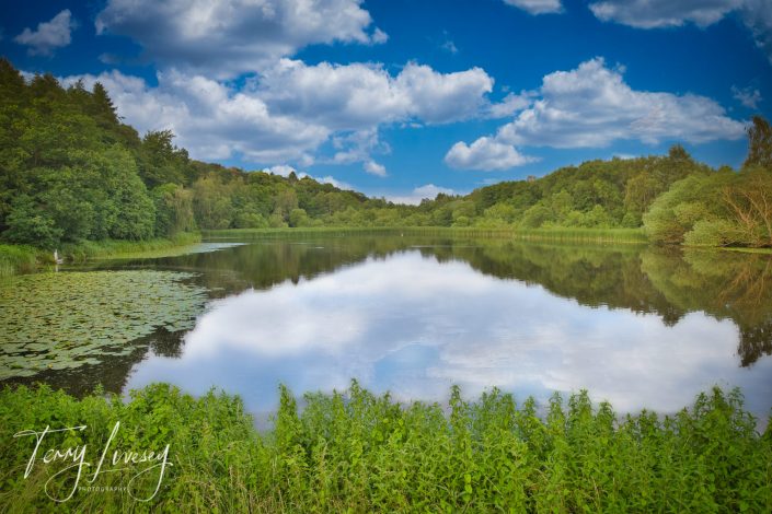 A serene lake surrounded by lush green trees reflects a blue sky with fluffy white clouds; lily pads float on the water, and dense grass grows along the shore.