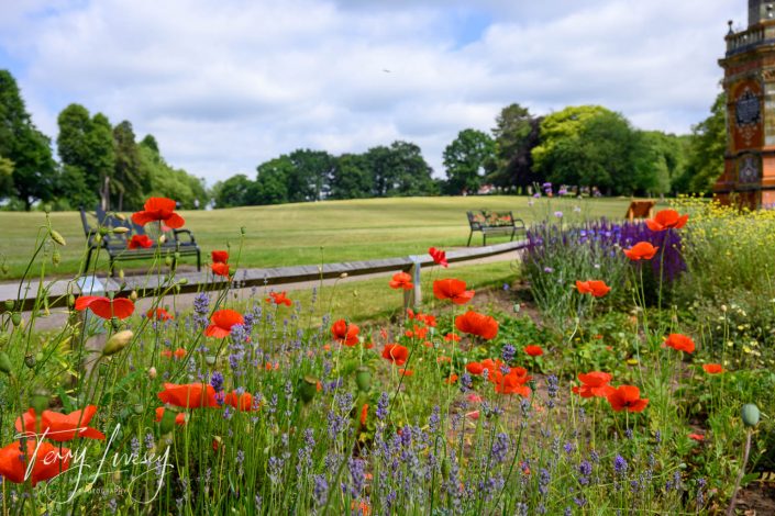 Bright red poppies and purple flowers bloom in a garden bed near wooden benches, with a large green lawn and scattered trees under a partly cloudy sky in a park setting. Tony Ivey is signed in the lower left corner.