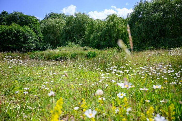 A sunny meadow filled with wildflowers and tall grasses, with trees and shrubs in the background under a blue sky with a few white clouds.