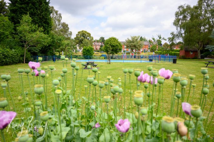 A green park with blooming pink flowers in the foreground, picnic tables, trees, and a fenced playground with people in the background under a partly cloudy sky.