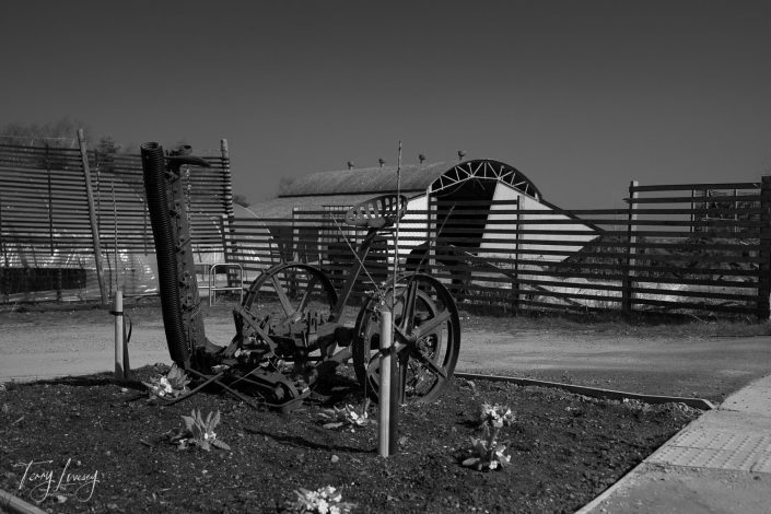 Black and white photo of an old, metal farming plough displayed as a garden sculpture with small flowers, set in front of wooden fences and a large, arched barn in the background.