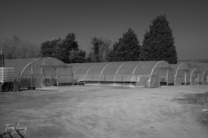 A black and white photo shows several polytunnels on a dirt lot, surrounded by tall trees and sparse vegetation under a clear sky.