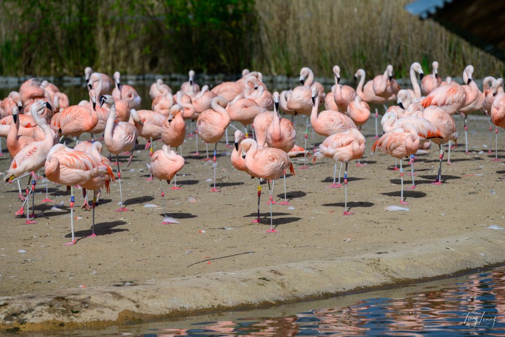 A large group of pink flamingos stands on one leg by the edge of a pond, creating a stunning photography scene. Some are resting whilst others look around, with tall grasses and greenery visible in the background.