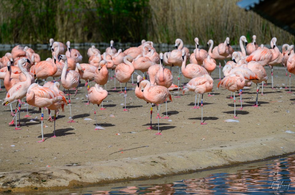 A large group of pink flamingos stands on one leg by the edge of a pond, creating a stunning photography scene. Some are resting whilst others look around, with tall grasses and greenery visible in the background.