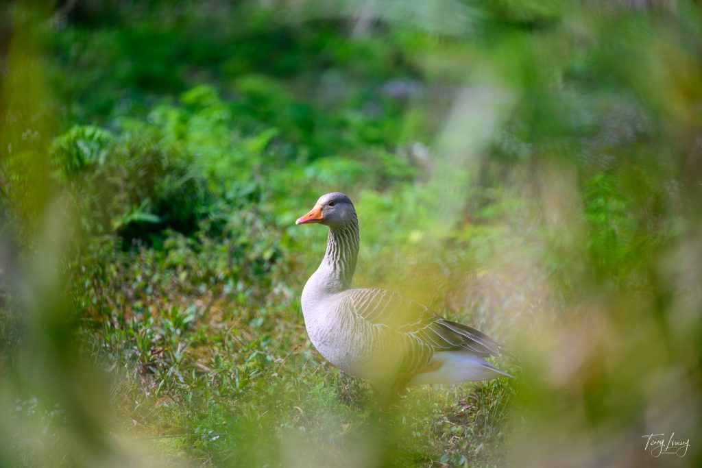 A grey goose with an orange beak stands in a green, grassy clearing, surrounded by blurred foliage in the foreground, capturing a serene moment of wildlife photography.