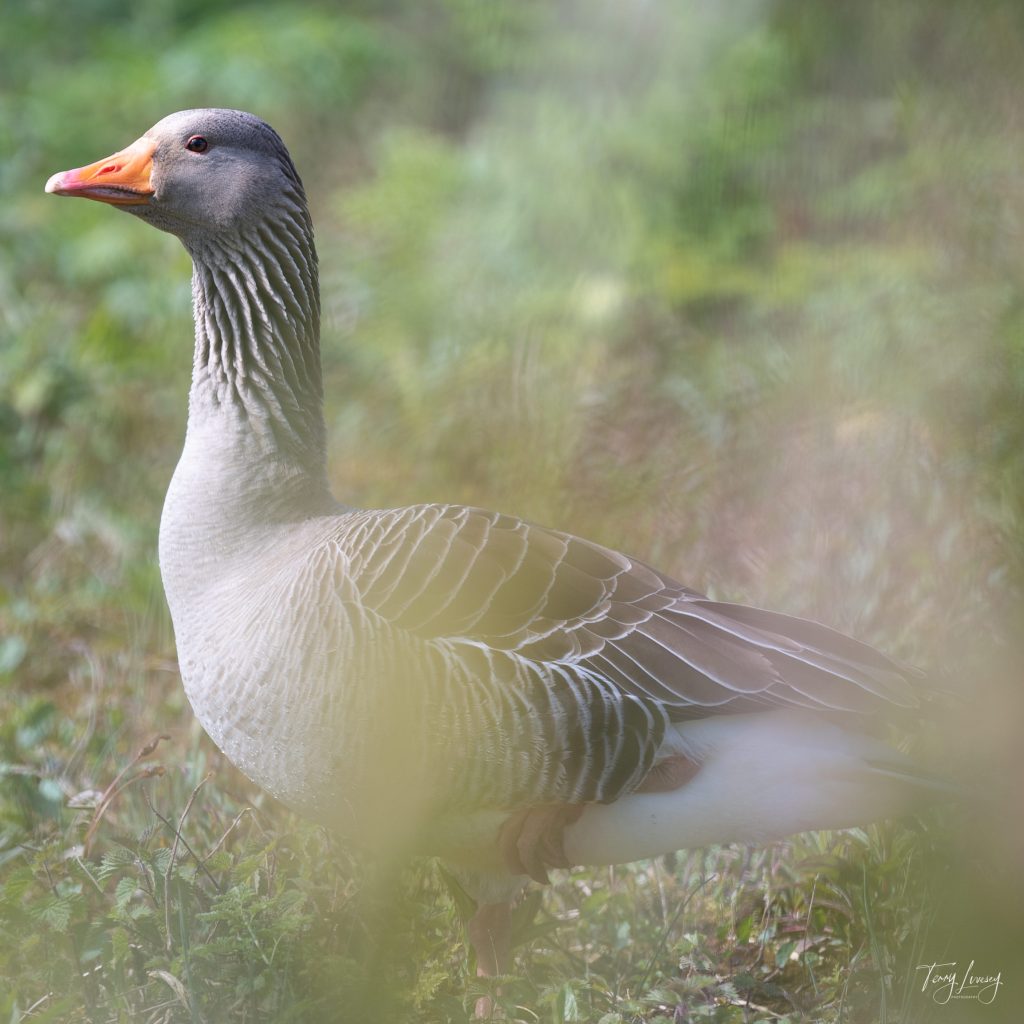 A greylag goose standing on grass with green foliage in the background, partially obscured by soft, out-of-focus plants in the foreground; a beautiful example of nature photography.