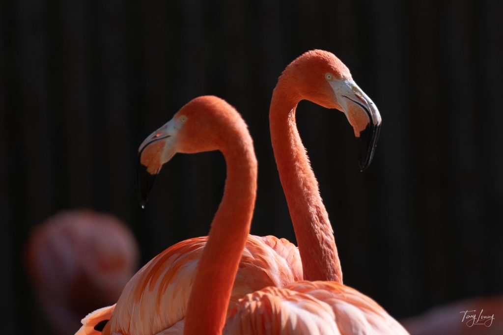 Two bright pink flamingos stand closely together against a dark, blurry background. Their long necks curve gracefully, and in this striking photography, their distinctive hooked beaks and vibrant feathers are beautifully highlighted by sunlight.