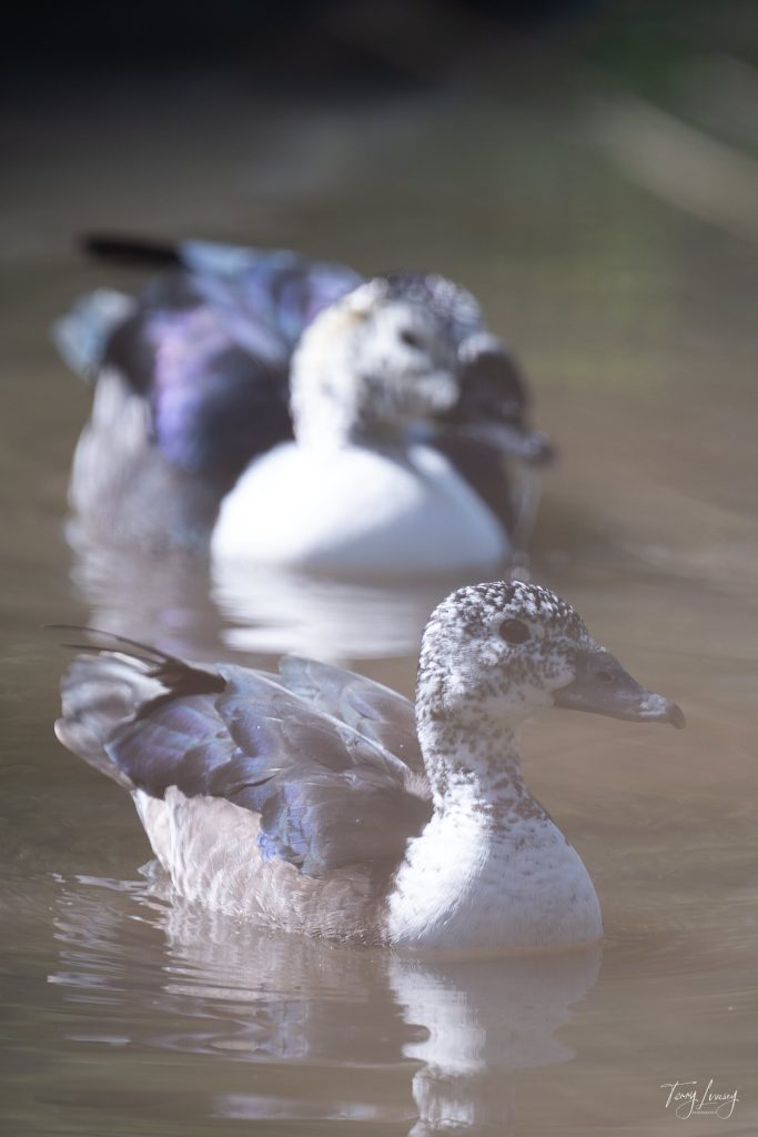 Two ducks with mottled brown, white, and purple feathers swim in murky water—one in sharp focus and one softer behind—captured in a moment of striking wildlife photography.