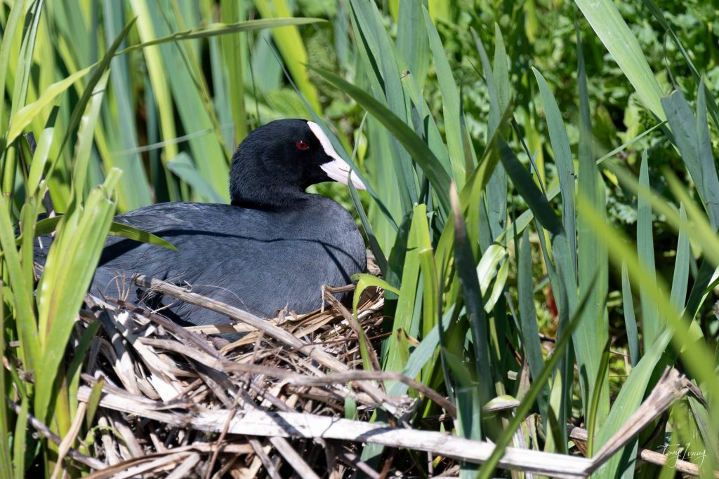 A striking example of bird photography, this shot captures a black bird with a white beak and red eye perched on a nest made of twigs among tall green reeds and plants.