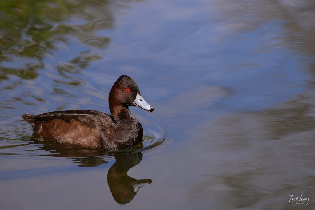 A dark brown duck with a white beak and red eye is captured in this striking photograph, swimming on calm, reflective water beneath a blue sky dotted with clouds.
