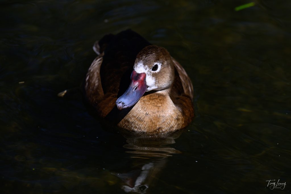A brown duck with a white patch on its face and a red and black bill swims in dark, shadowy water, creating a partial reflection—a striking moment in wildlife photography.