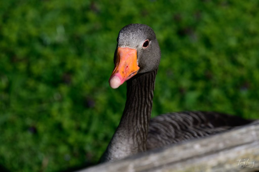 A close-up photography shot of a greylag goose with an orange beak and grey feathers, standing near a wooden fence against a blurred green grassy background.