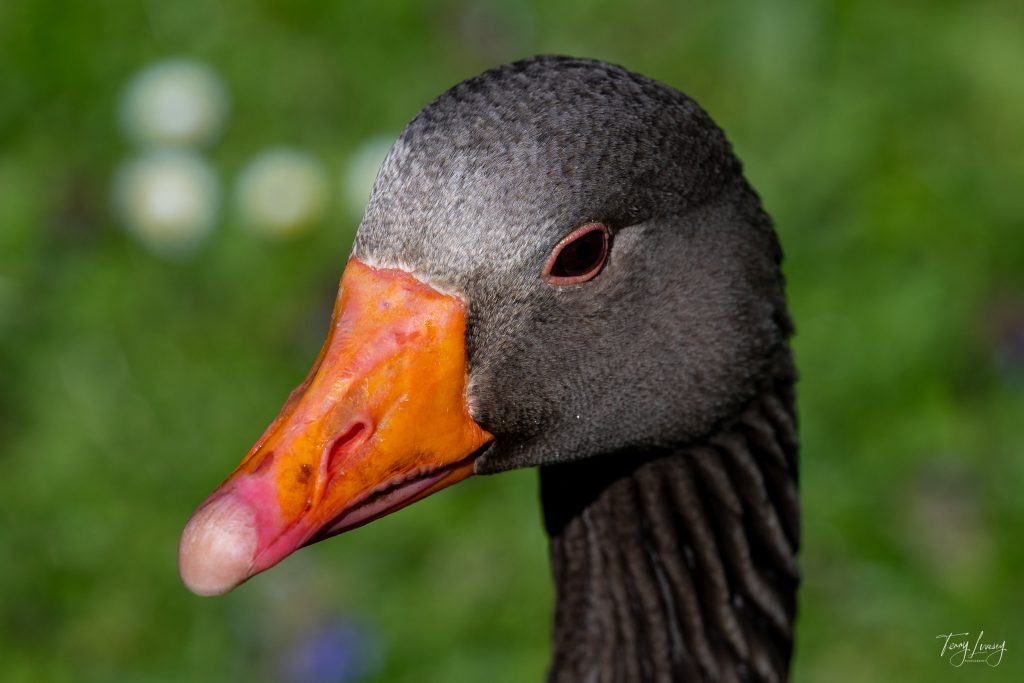 Close-up photography of a Greylag goose’s head with an orange beak and grey feathers, set against a blurred green background.