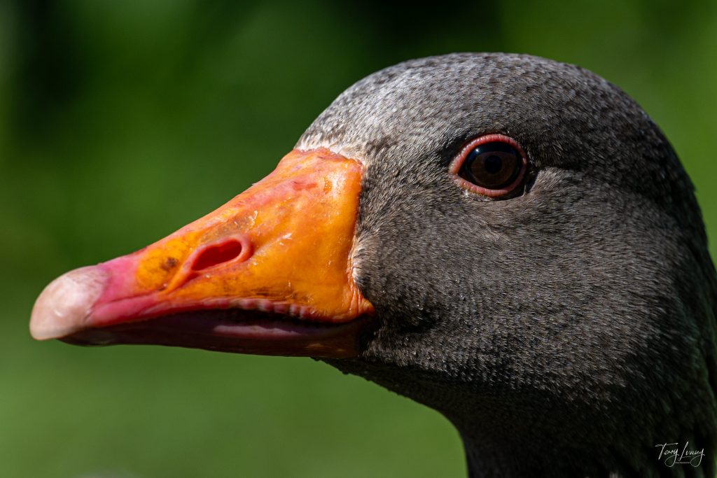 Close-up photography of a goose's head showing its orange beak, dark eye, and detailed grey feathers, set against a blurred green background.
