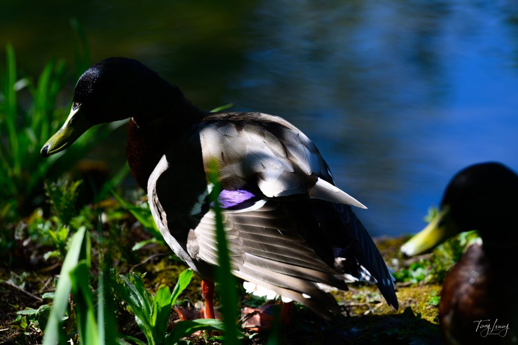 A male mallard duck stands on grassy ground near water, illuminated by sunlight, in this vibrant photography scene, with another duck partially visible and out of focus in the bottom right corner.