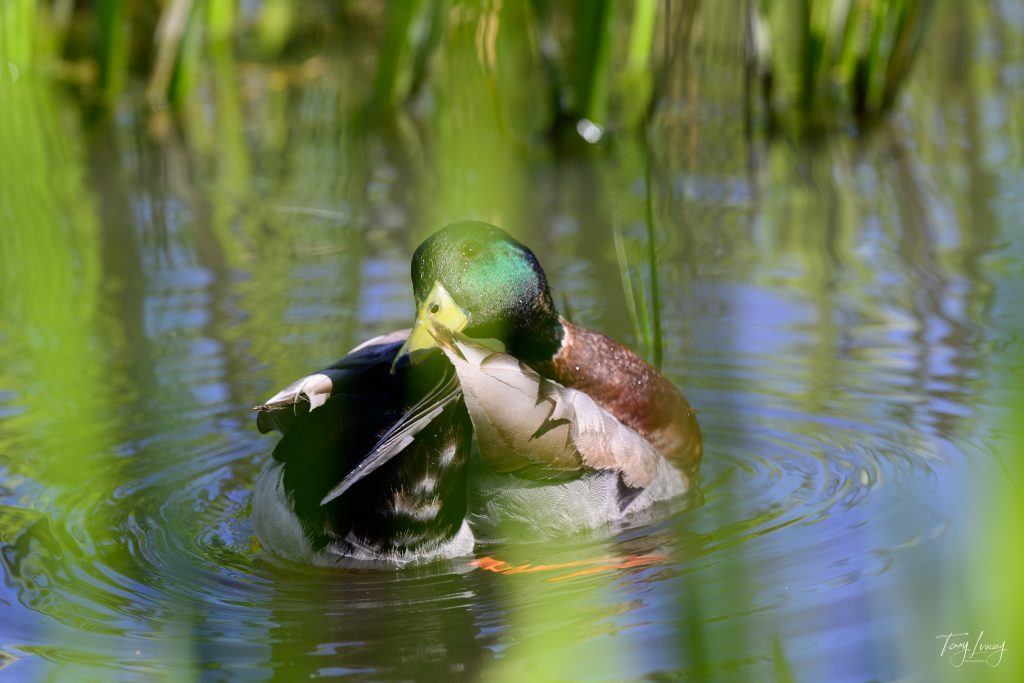 A male mallard duck with a shiny green head is preening its feathers whilst floating in a pond, surrounded by tall green grass and gentle ripples—a perfect moment for nature photography.