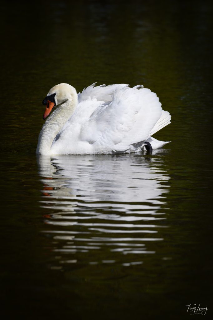 A white swan gracefully floats on calm, dark water, its reflection visible below. Captured in serene photography, the swan’s wings are slightly raised, enhancing the peaceful and tranquil atmosphere of the scene.