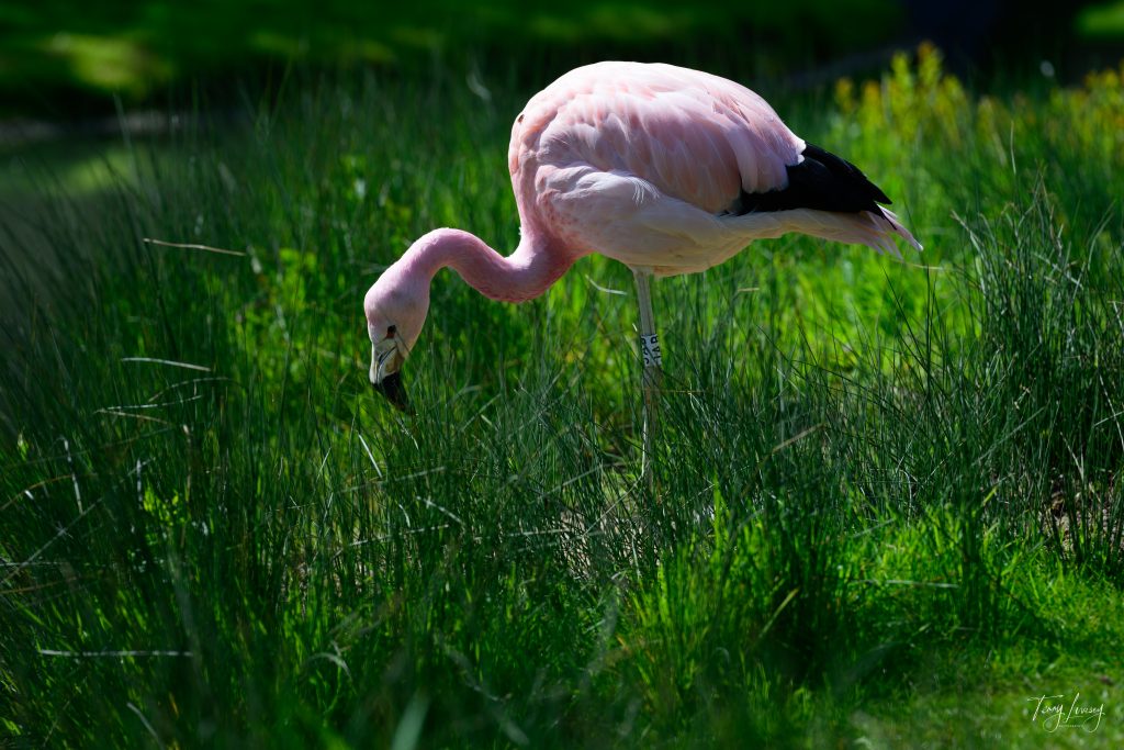 A pink flamingo stands on one leg in tall green grass, bending its neck down to forage. Sunlight highlights its feathers, and the softly blurred background creates a stunning photography effect.