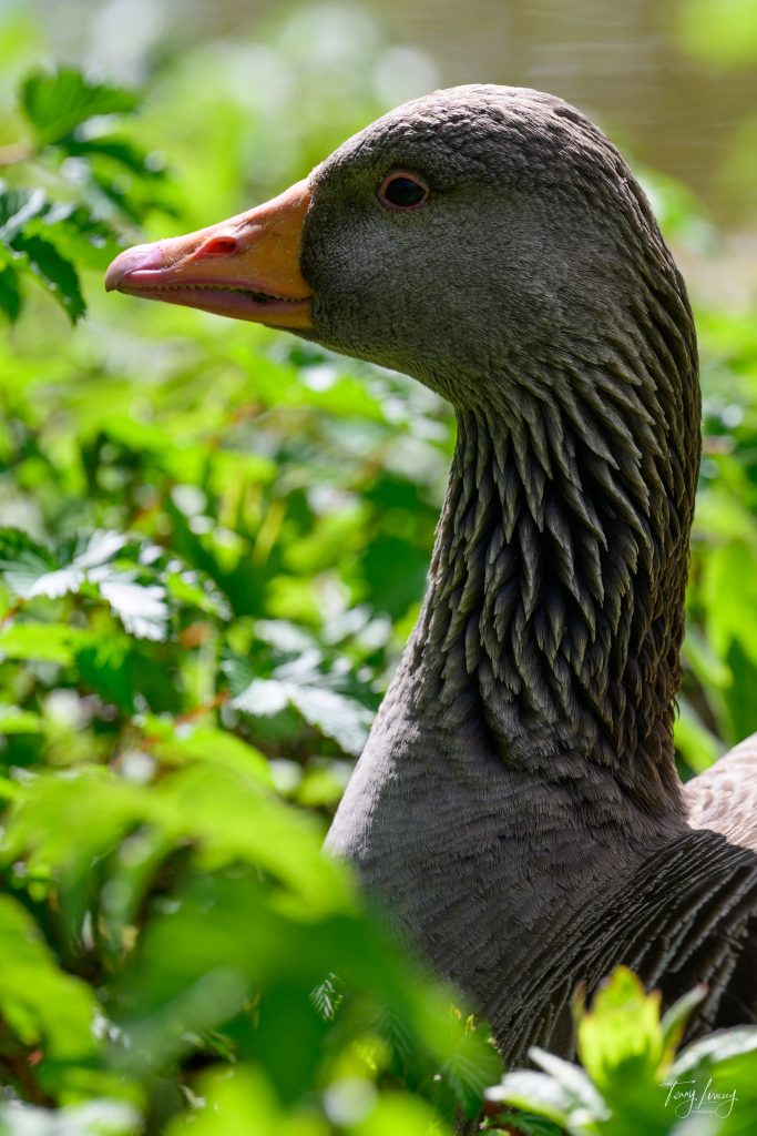 A close-up side view photograph of a grey goose with an orange beak, surrounded by green leafy plants and sunlight filtering through the foliage.