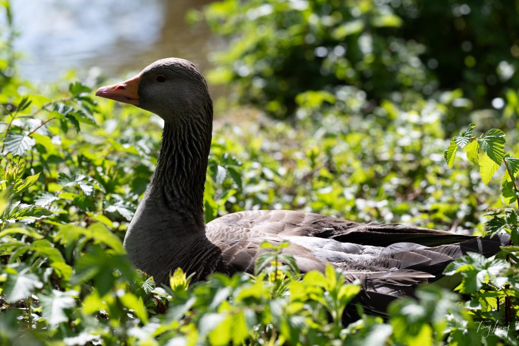 A brown and grey goose sits among green leafy plants in dappled sunlight, captured in stunning photography with a blurred pond visible in the background.
