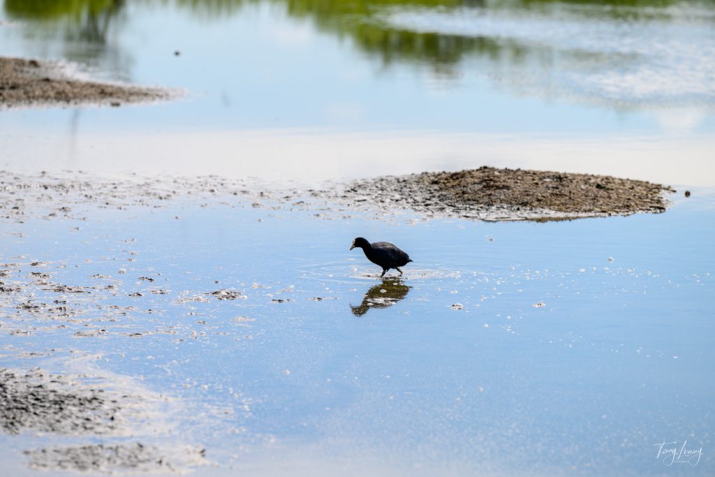 A black bird stands in shallow water near a muddy patch, its reflection visible on the surface. The background shows more water and greenery, creating a calm, natural scene perfect for nature photography.